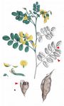 Gelber Blasenstrauch - Colutea arborescens L. 