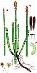 Winter-Schachtelhalm - Equisetum hyemale L. 