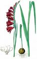 Meadow Gladiolus - Gladiolus imbricatus L.