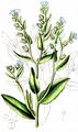 Bugloss - Lycopsis arvensis L.