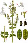 Pannonische Katzenminze - Nepeta nuda L. 