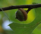 Sumpf-Eiche - Quercus palustris Münchh.