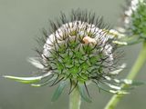 Cream Pincushions - Scabiosa ochroleuca L.