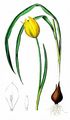 Wild Tulip - Tulipa sylvestris L.