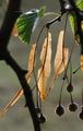 Tilia platyphyllos (Sommer-Linde) - Fruchtstände