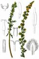 Felsen-Beifuß - Artemisia rupestris L.