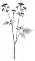 Hairy Chervil - Chaerophyllum hirsutum L.
