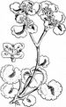 Alternate-Leaved Golden-Saxifrage - Chrysosplenium alternifolium L.