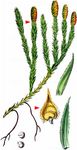 Sprossender Bärlapp - Lycopodium annotinum L. 