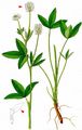 Mountain Clover - Trifolium montanum L.