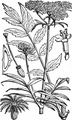 Arznei-Baldrian - Valeriana officinalis L.