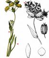 Thorow-Wax - Bupleurum ranunculoides L.