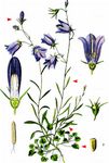 Rundblättrige Glockenblume - Campanula rotundifolia L. 