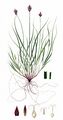 Oval Sedge - Carex leporina L.