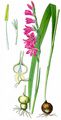 Meadow Gladiolus - Gladiolus imbricatus L.