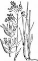 Holy-Grass - Hierochloë odorata (L.) P. Beauv.