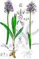 Affen-Knabenkraut - Orchis simia Lam.