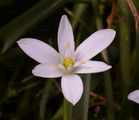 Garden Star-Of-Bethlehem - Ornithogalum umbellatum L.