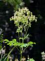 French Meadow-Rue - Thalictrum aquilegiifolium L.