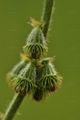 Agrimony - Agrimonia eupatoria L.