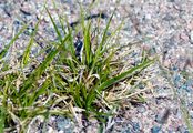 Ruß-Segge - Carex fuliginosa Schkuhr