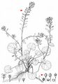 Pyrenean Scurvygrass - Cochlearia pyrenaica DC.