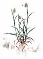 Rough Dog's-Tail - Cynosurus echinatus L.