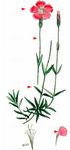 Pfingst-Nelke - Dianthus gratianopolitanus Vill. 