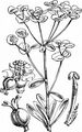 Wood Spurge - Euphorbia amygdaloides L.