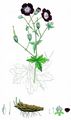 Dusky Crane's-Bill - Geranium phaeum L.