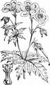 Meadow Crane's-Bill - Geranium pratense L.