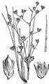 Jointed Rush - Juncus articulatus L.