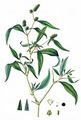Pale Persicaria - Persicaria lapathifolia (L.) Delarbre