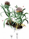 Zwerg-Alpenscharte - Saussurea pygmaea (Jacq.) Spreng. 