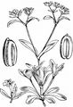 Keeled-Fruited Cornsalad - Valerianella carinata Loisel.