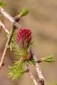 Larix decidua (Europäische Lärche) - blühender Zapfen