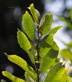 Salix appendiculata (Großblättrige Weide) - Blätter