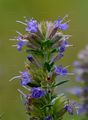 Hyssop - Hyssopus officinalis L.