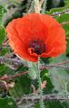 Common Poppy - Papaver rhoeas L.