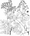 Akeleiblättrige Wiesenraute - Thalictrum aquilegiifolium L.