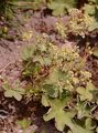 Notched Lady's Mantle - Alchemilla incisa Buser