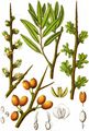 Hippophae rhamnoides - Gewöhnlicher Sanddorn (Elaeagnaceae)
