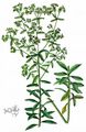Upright Spurge - Euphorbia stricta L.