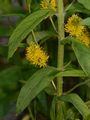 Tufted Loosestrife - Lysimachia thyrsiflora L.