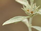 Branched Horehound - Marrubium peregrinum L.