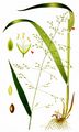 Wood Millet - Milium effusum L.