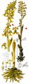 Bird's-Nest Orchid - Neottia nidus-avis (L.) Rich.