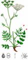 Burnet-Saxifrage - Pimpinella saxifraga L.