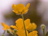 Wolliger Hahnenfuß - Ranunculus lanuginosus L.