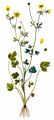 Hairy Buttercup - Ranunculus sardous Crantz